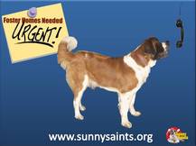 Become a Sunny Saints Foster